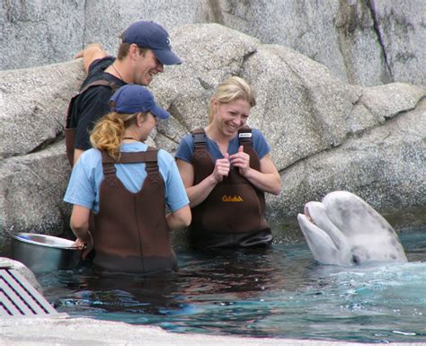 Beluga exhibet at the Mystic Aquarium, Mystic, Connecticut - Travel Photos by Galen R Frysinger ...