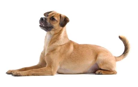 Mutt (Mixed) Dog Breed Information & Characteristics