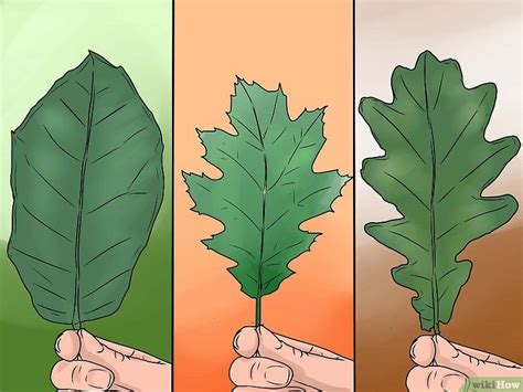 3 Ways to Identify Oak Leaves - wikiHow Red Oak Tree, White Oak Tree, Oak Leaves, Tree Leaves ...