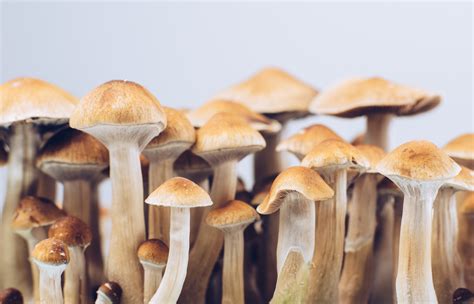 Mushrooms for Depression? Psilocybin is Showing Promising Results | University of Utah Health