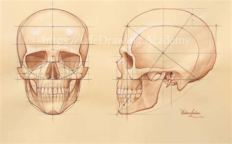 How to Draw a Skull - Life Drawing Academy