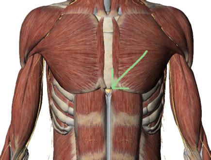 Xiphoid Process: Sternum Lump Pain Treatment