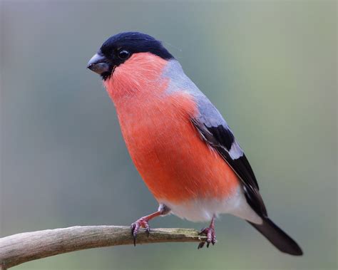 Common Bullfinch (Pyrrhula pyrrhula) >> by Poelifinario