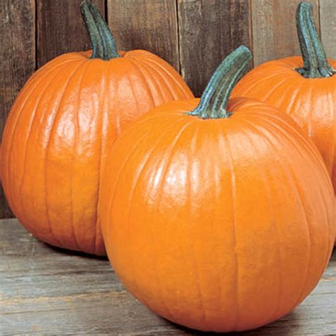 Giant Pumpkin Seeds — American Seed Store