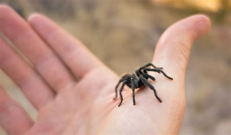 Getting Started With Pet Tarantulas: A Beginner’s Guide to Care and Creating the Ideal Habitat ...