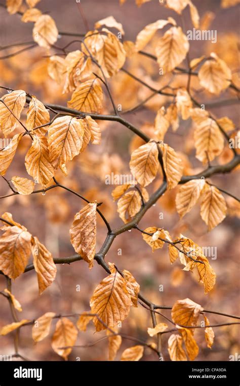 Beech tree leaves in winter, England, UK Stock Photo - Alamy