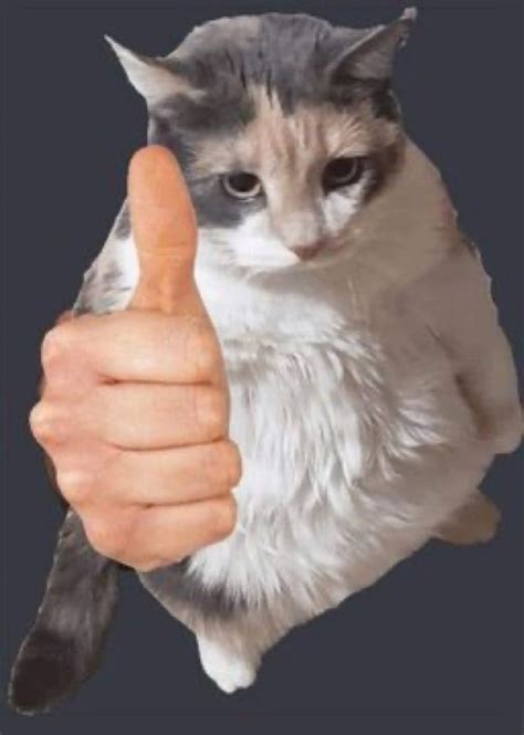 cat thumbs up looking at you