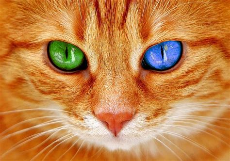 Page 2 | cats-eyes 1080P, 2K, 4K, 5K HD wallpapers free download | Wallpaper Flare