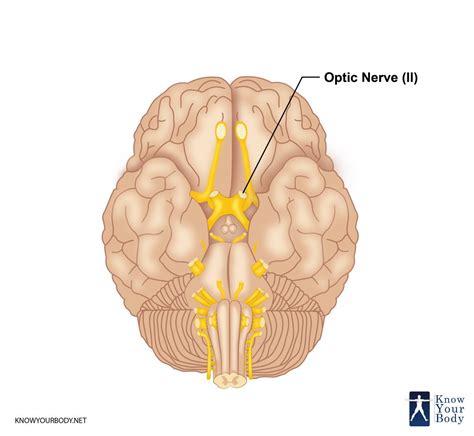 Optic Nerve - Definition, Function, Anatomy and FAQs