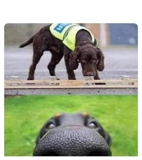 THIS DOG CAN SMELL YOU Blank Template - Imgflip