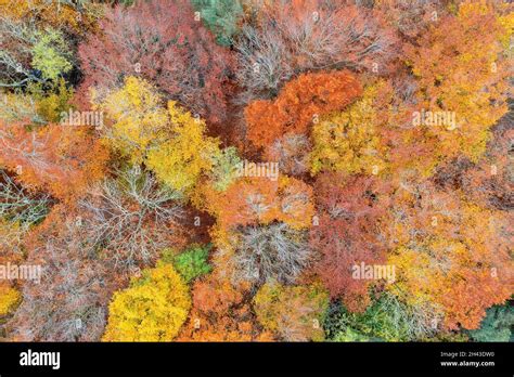 Autumn fall colours in October Stock Photo - Alamy