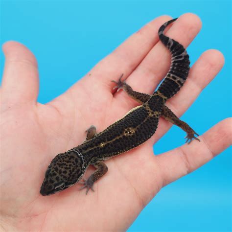 Male Black Night Leopard Gecko (High Quality) – Geeky Gecko Creations