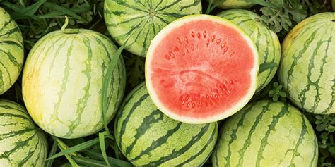 Growing the Biggest, Juiciest Melons | Charleston SC | Charleston Magazine