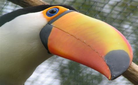 Toucan Facts And Information For Kids With Pictures & Video