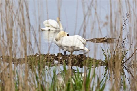 Mute Swan nesting stock image. Image of swan, edge, scene - 20027613