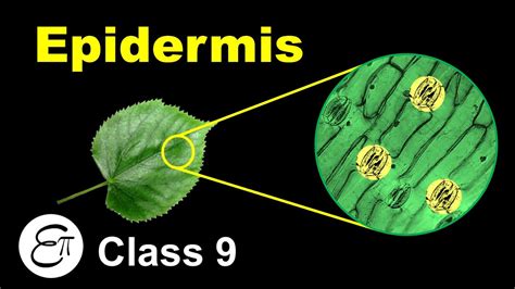 Epidermis || Plant Tissues (Part 3) || in Hindi for Class 9 - YouTube