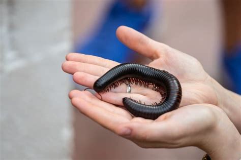 African Giant Millipede