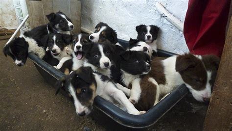 Welsh Sheepdog Puppies For Sale | Montgomery, AL #141924