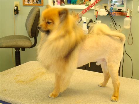 Pomeranian Haircut Lion - Pets Lovers