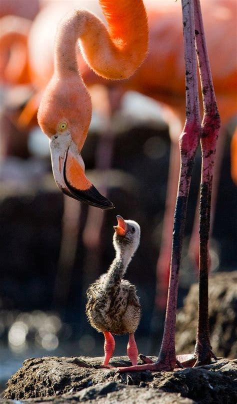 Speedup Illussions — Flamingo Feeding.