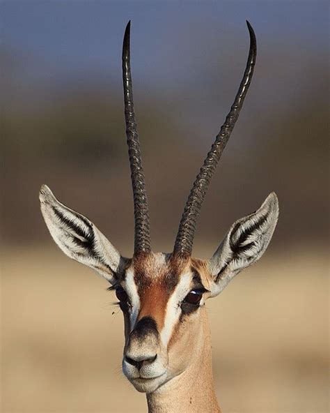 GAZELLE ELEGANCE / Grant's gazelle female with slender horns. In my book the most beautiful of ...