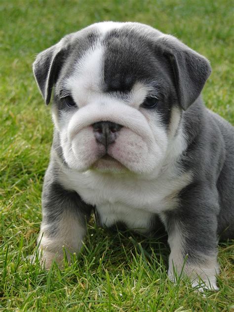 Bulldog - Puppies, Rescue, Pictures, Information, Temperament ...