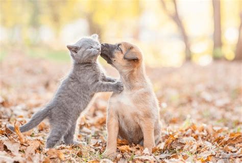 Dog Kiss Cat Royalty-Free Images, Stock Photos & Pictures | Shutterstock