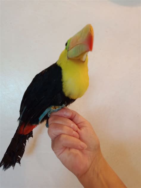 Keel Billed Toucan Babies -order now buy healthy handfed toucan