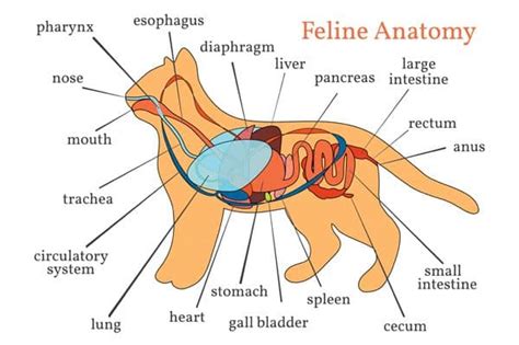 The Cat Pancreas Demystified - Catster