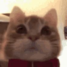 Stressed Cat Gif