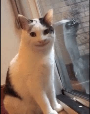 Smiling Cat Creepy Cat GIF - Smiling Cat Creepy Cat Cat - Discover & Share GIFs