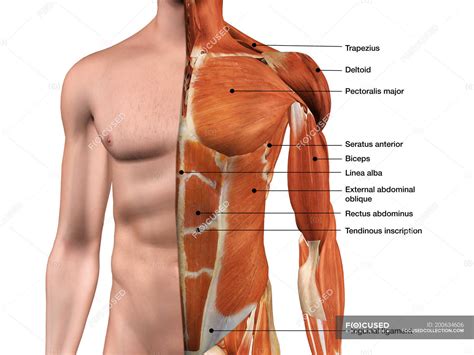 Male anterior thoracic wall chest muscles labeled on white background — skin, seratus anterior ...