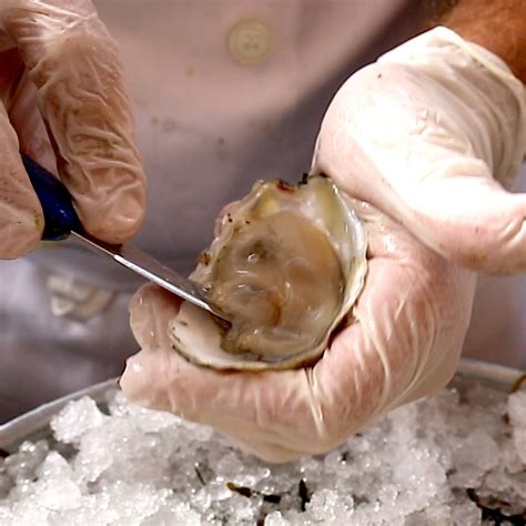 Why Do We Eat Oysters Alive? | Are oysters still alive when you eat them? | By Science Insider ...