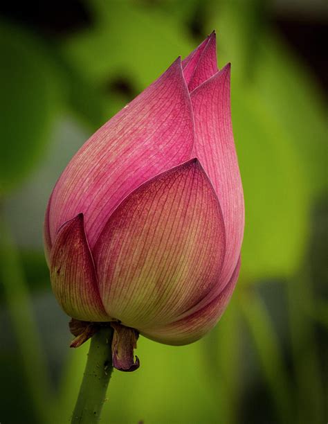 Pink Lotus Bud Photograph by Jean Noren | Pixels