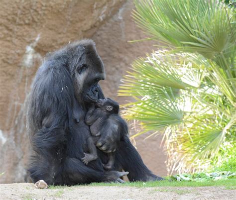 BIG REVEAL! L.A. ZOO’S FEMALE GORILLA BABY HAS A NAME | Los Angeles Zoo and Botanical Gardens ...