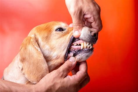 Gingivitis in Dogs: Symptoms, Causes, & Treatments | Mankato Vets