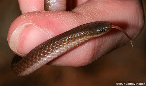 Worm Snake (Carphophis amoenus)