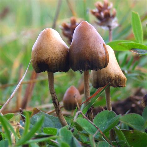 Psilocybin mushroom - Wikipedia