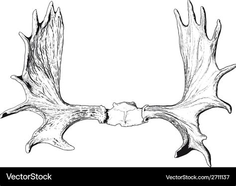 Elk antlers Royalty Free Vector Image - VectorStock