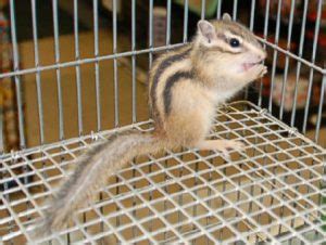 Siberian Chipmunk: Agile Rodent with Unique Burrowing Habits