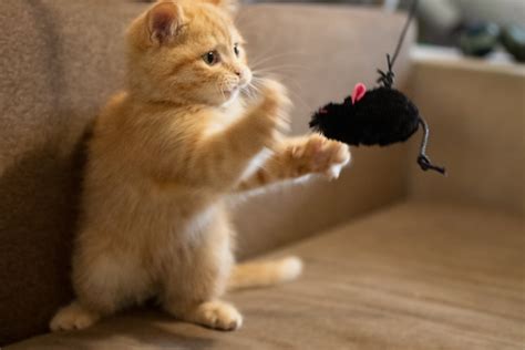 Kitten Caught Playing With Mobile in Baby's Crib Melts Hearts - TrendRadars