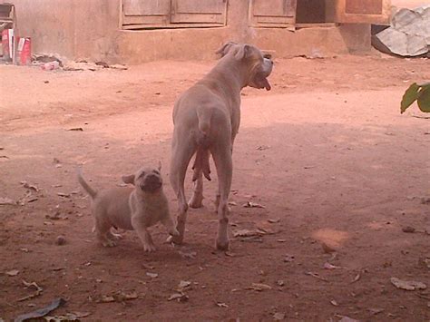 Boerboel puppies - Pets - Nigeria