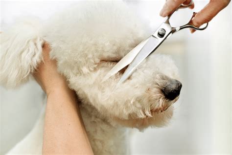 Poodle Grooming - How To Do It The Right Way | PoodleHQ