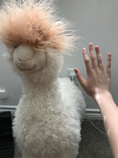 Llama stuffed animal! : r/llama