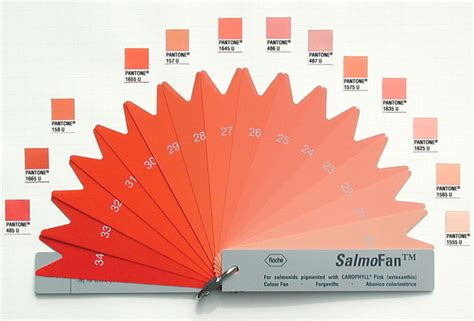 Pantone Salmon, or, salmon are what they eat