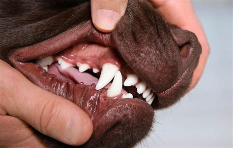 How to Clean Your Pet's Teeth