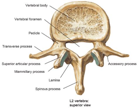 pedicle of lumbar vertebrae - Google Search | Chiropractic care ...