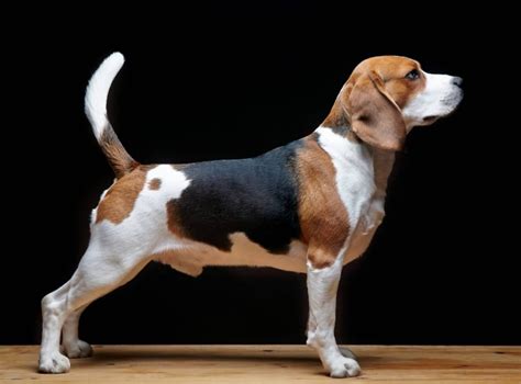 The Beagle Lab Mix : Beagador Dog Breed Fun & Playful - Pet Care Stores