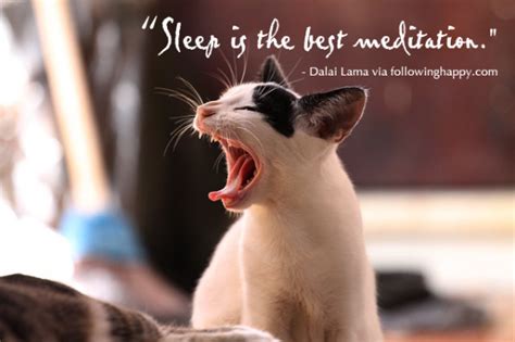 Quotes About Sleeping Cats. QuotesGram