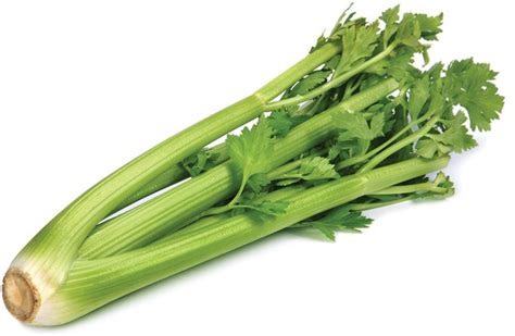 Celery | Description, Uses, History, & Facts | Britannica